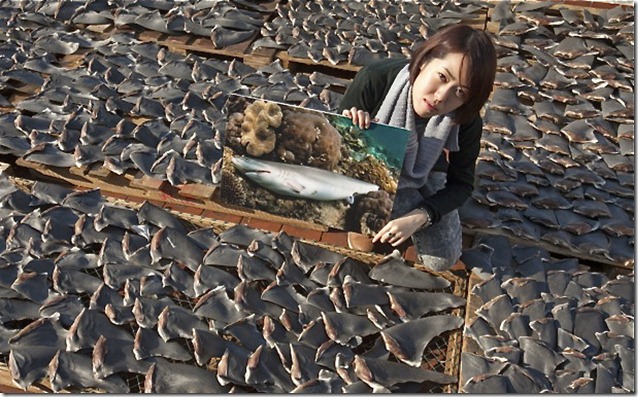 shark_fin