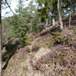 View album
