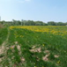View album