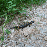 View album View album