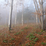 View album View album