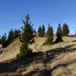 View album