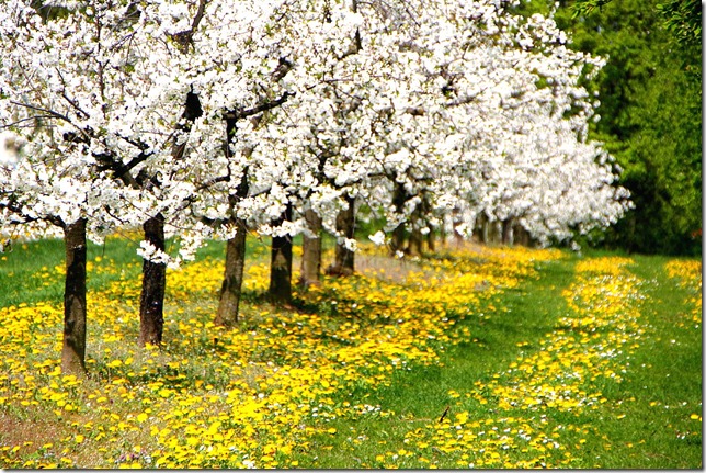 bluehenden-kirschbaeume bluehenden-kirschbaeume