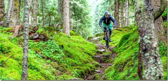 MTB_Wald_SingleTrail